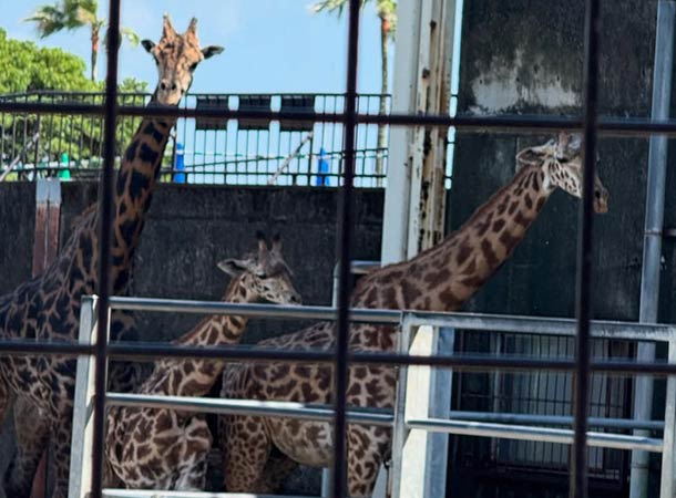 宮崎市フェニックス自然動物園と宮崎県立美術館